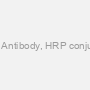 SNCA Antibody, HRP conjugated